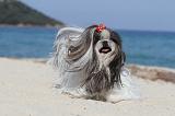 SHIH TZU 078